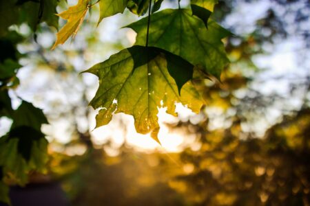 Professional Photographe artistic photographer Montreal, Laval, Longueuil, price photograpy, prix photographie,