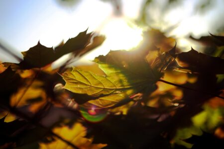 Professional Photographe artistic photographer Montreal, Laval, Longueuil, price photograpy, prix photographie,
