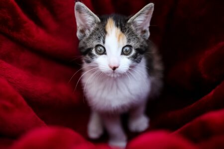 Professional Photographe artistic photographer Montreal, Laval, Longueuil, price photograpy, prix photographie, Larisa_Photographe_Photo_Artistiques-2018-10.jpg